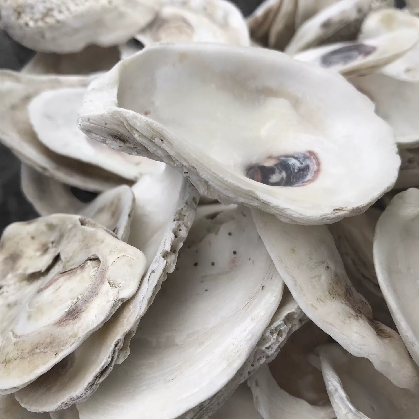 Schoongemaakte lege oester schelpen – 25 stuks
